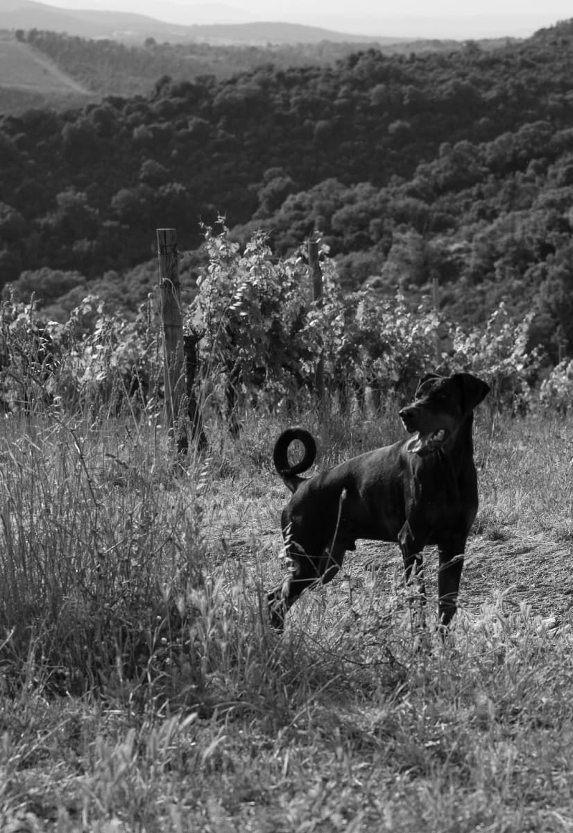 La Maremma
